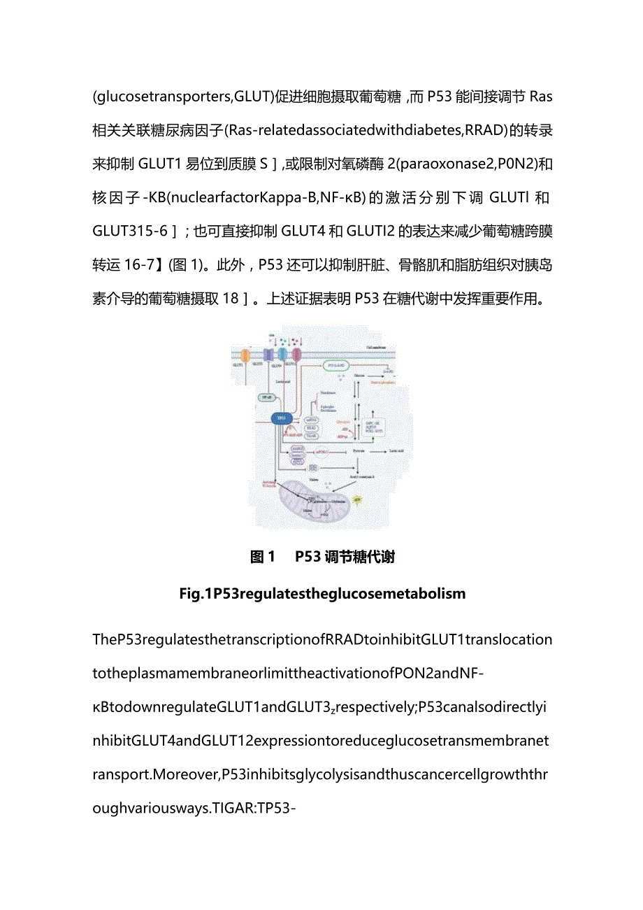 P53与肿瘤代谢的最新研究进展2023.docx_第3页