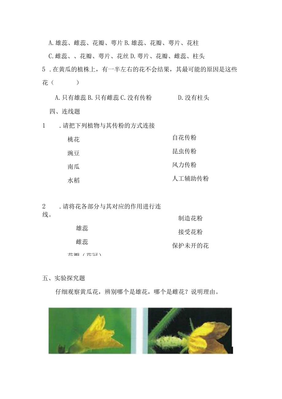 1-3植物开花了(练习)三年级科学下册(苏教版).docx_第2页