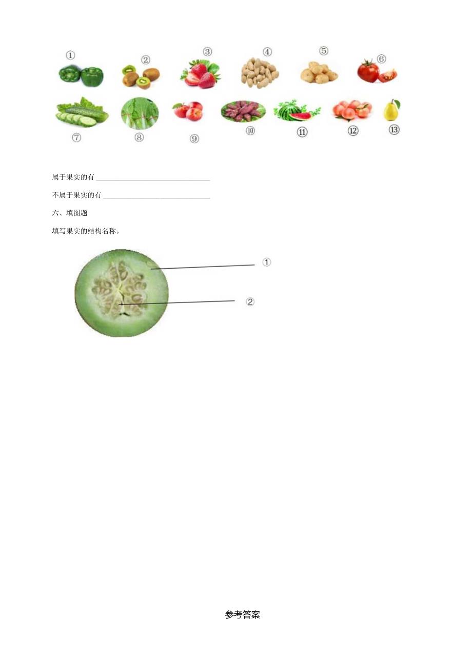 4-12《植物的果实》练习（含答案）科学青岛版六三制三年级下册.docx_第2页