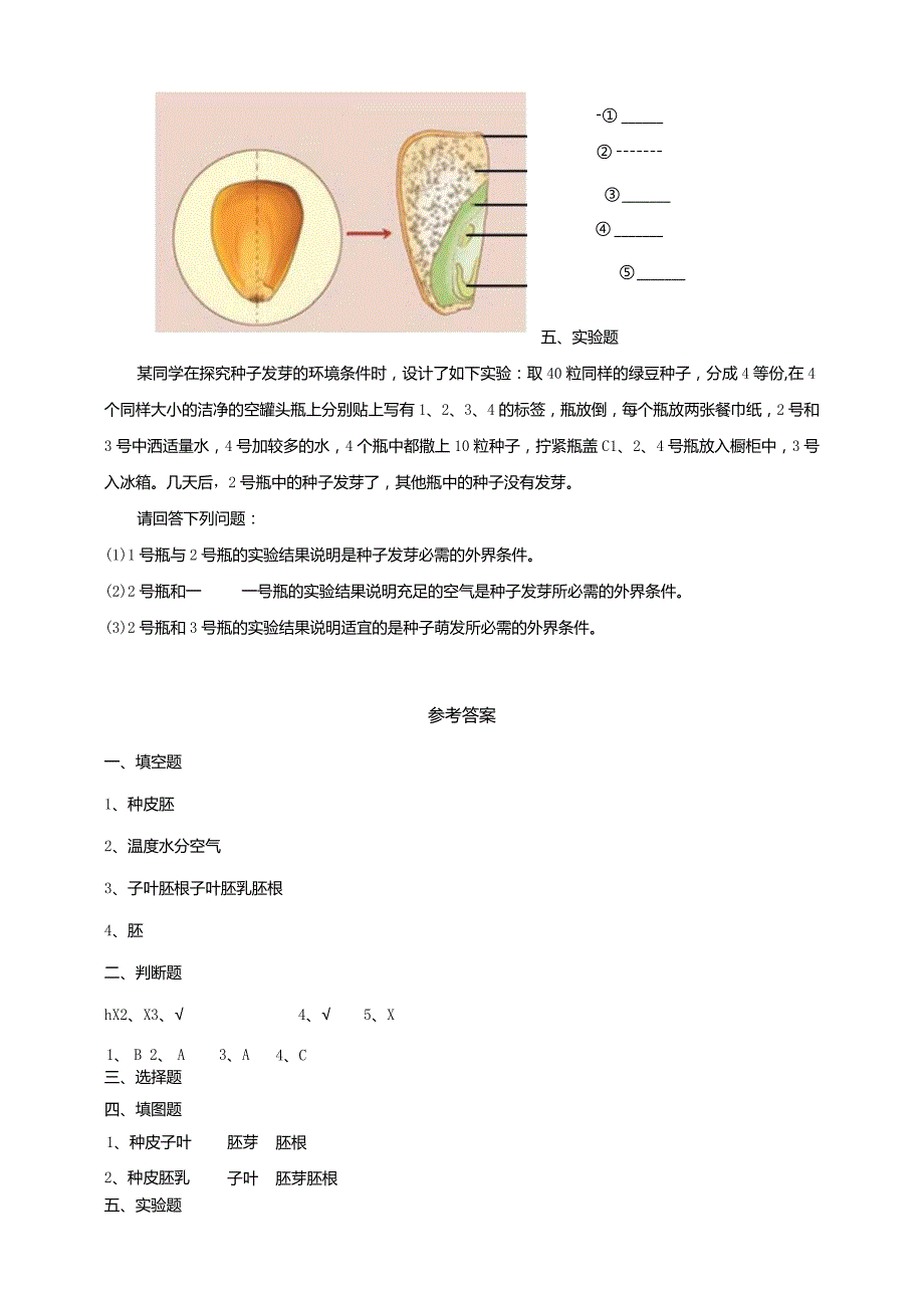 4-13《种子发芽了》练习（含答案）科学青岛版六三制三年级下册.docx_第3页