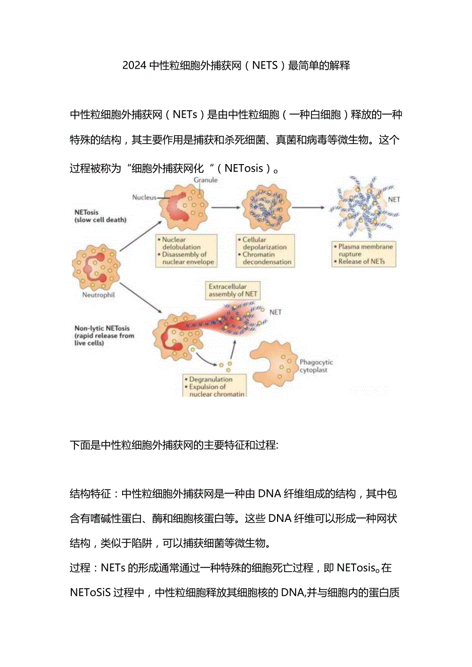 2024中性粒细胞外捕获网（NETs）最简单的解释.docx_第1页