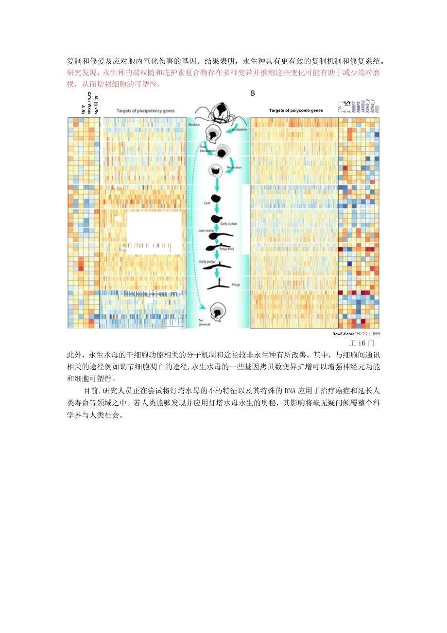 灯塔水母-长生不老水母.docx_第3页