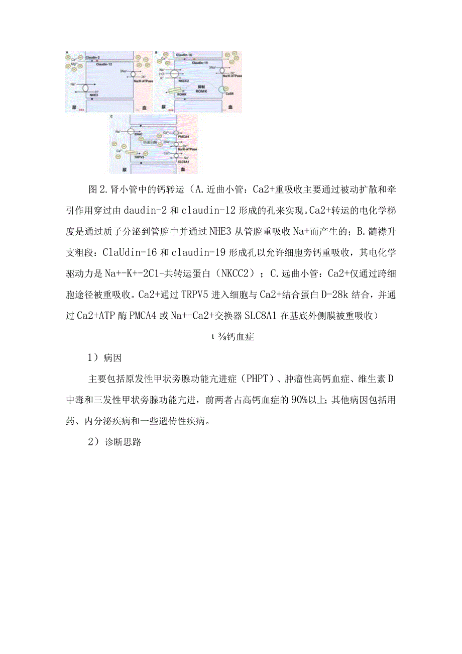 临床肾脏对钙影响及高钙血症、低血钙症、高磷血症等钙磷代谢紊乱病因和诊断思路.docx_第3页