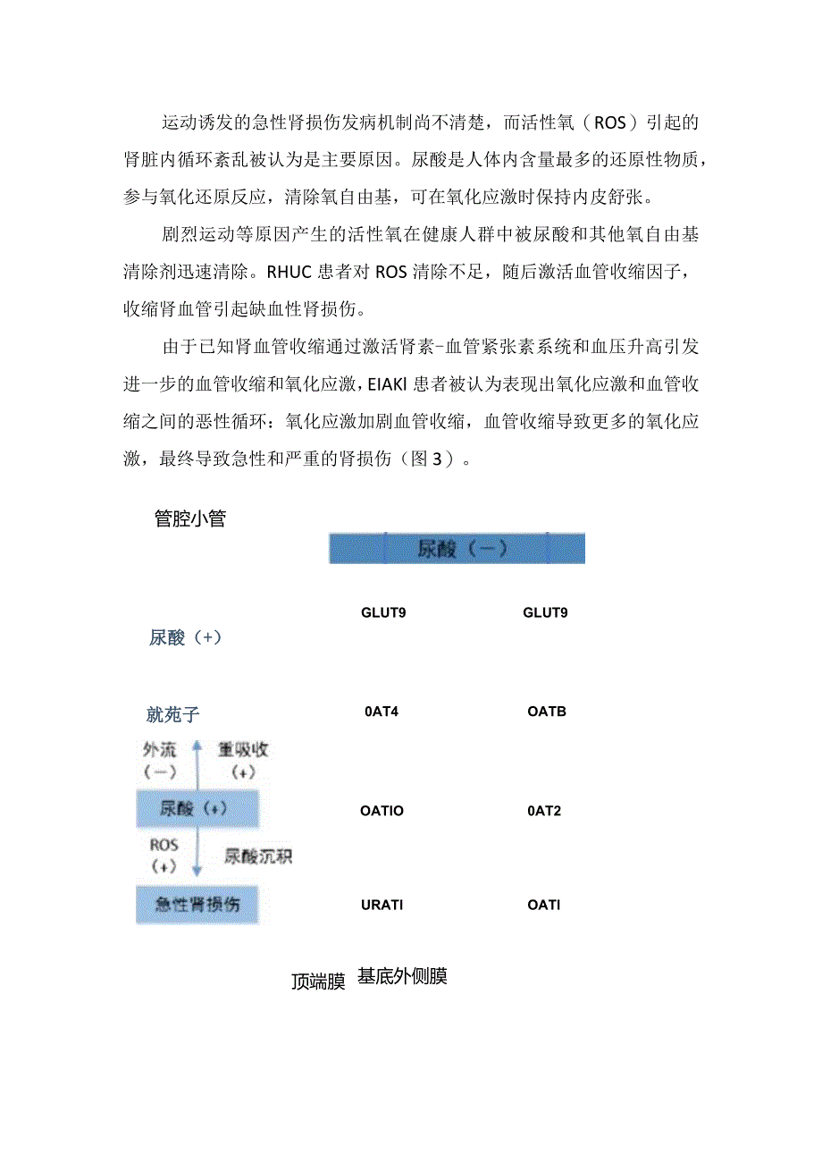 临床低尿酸血症原因、肾性低尿酸血症、基因突变影响肾小管对尿酸转运机制及低尿酸血症治疗原则.docx_第3页