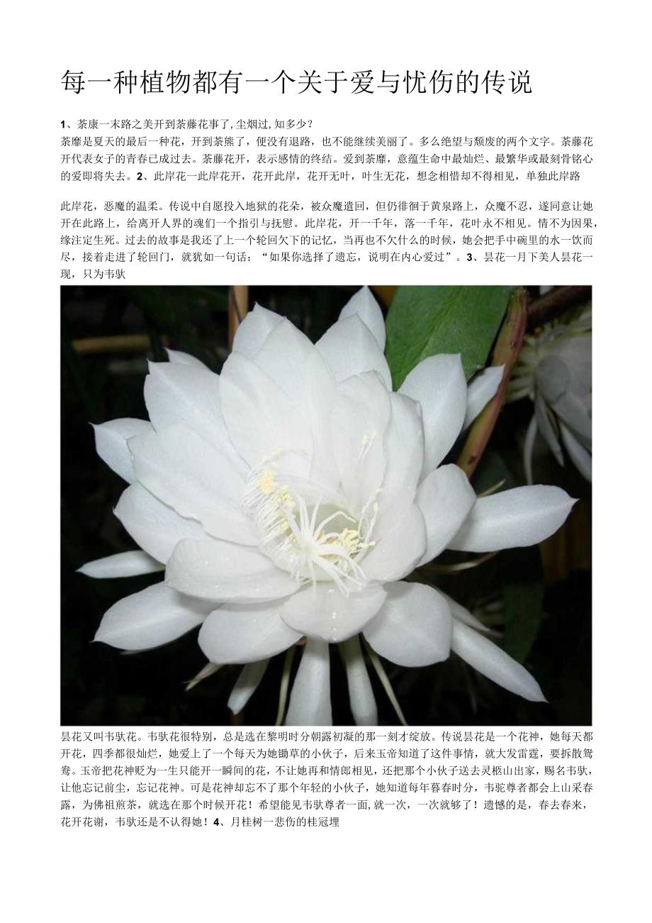 每一种植物都有一个关于爱与忧伤的传说.docx_第1页