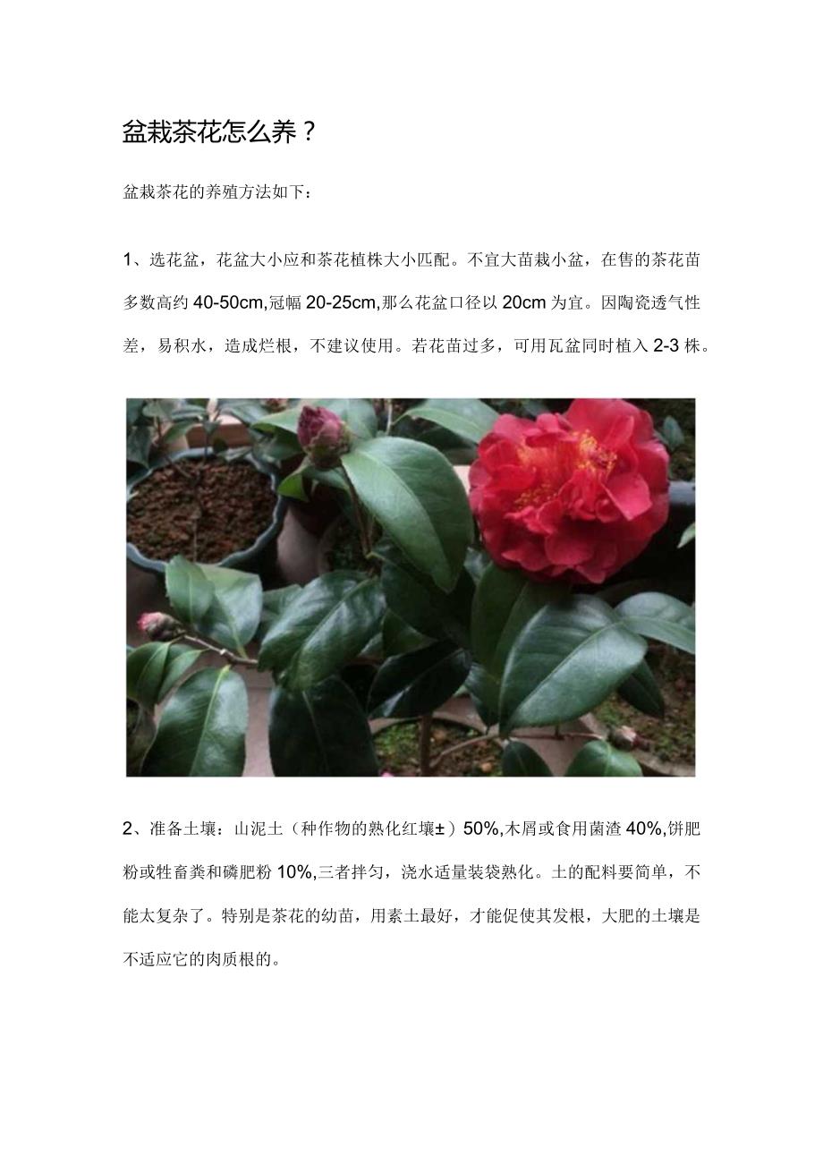 盆栽茶花怎么养.docx_第1页