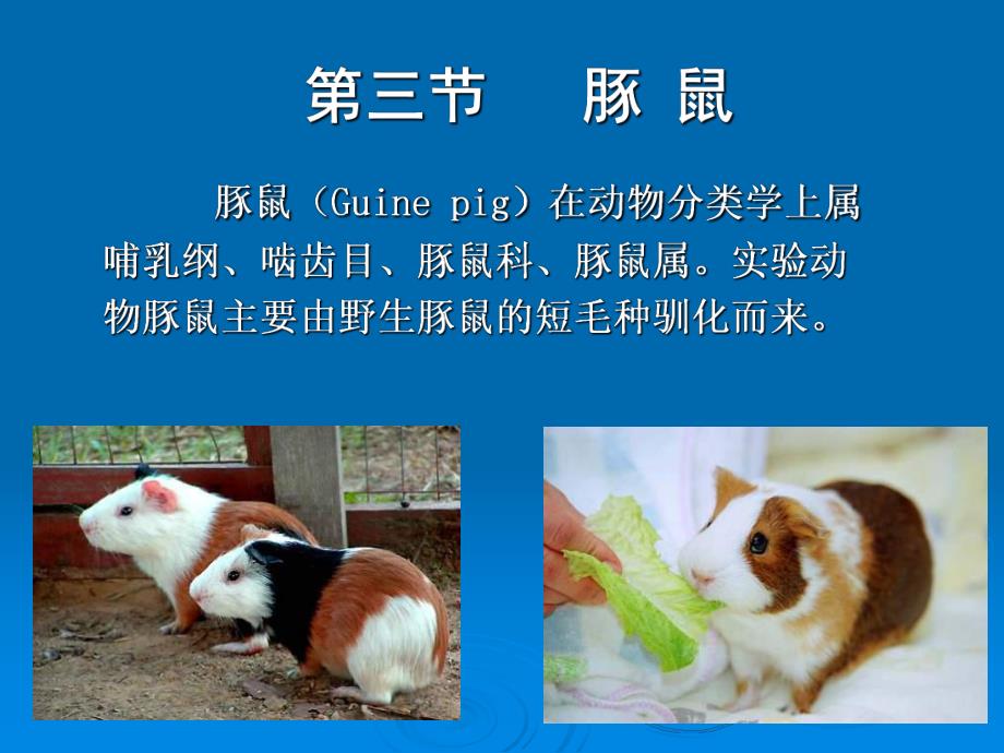 实验动物生物学特性豚鼠等ppt.ppt_第1页