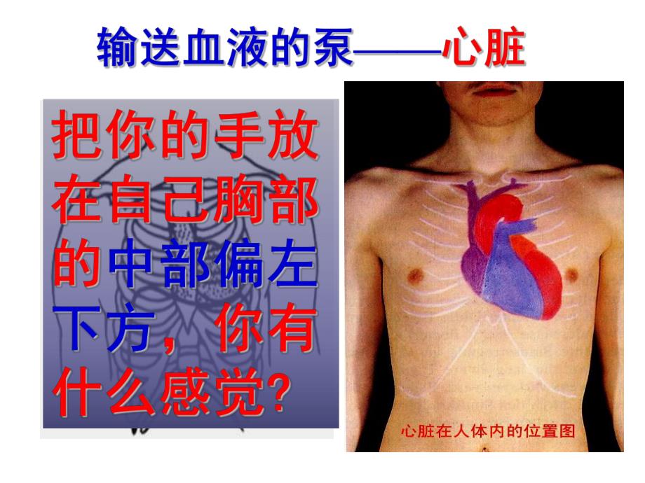 心脏和血管.ppt_第2页