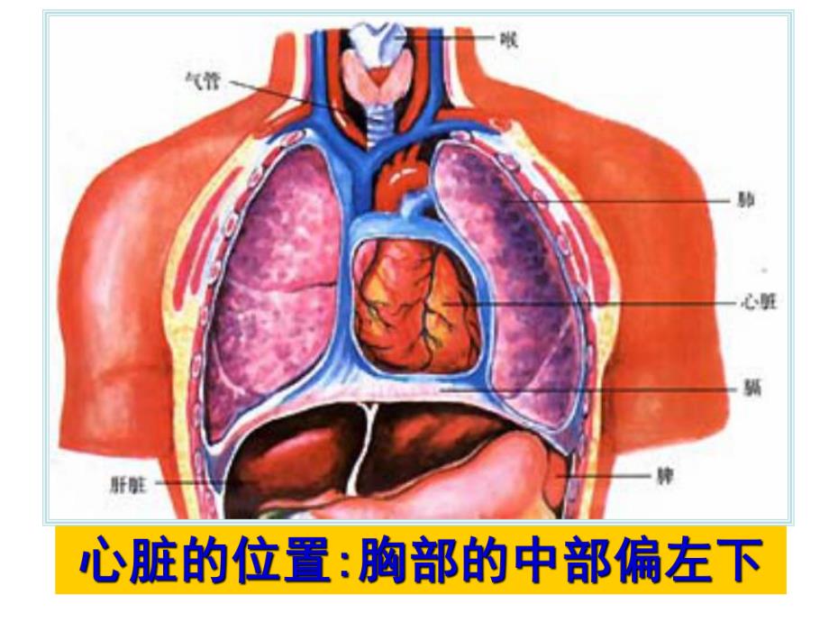 心脏和血管.ppt_第3页