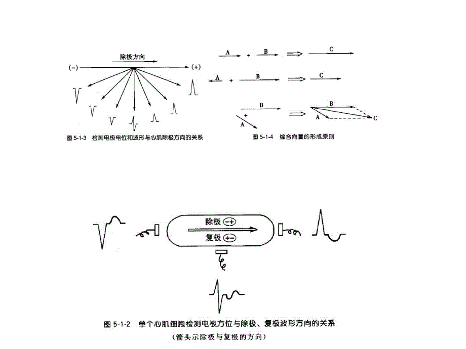 心电图基础知识.ppt_第3页