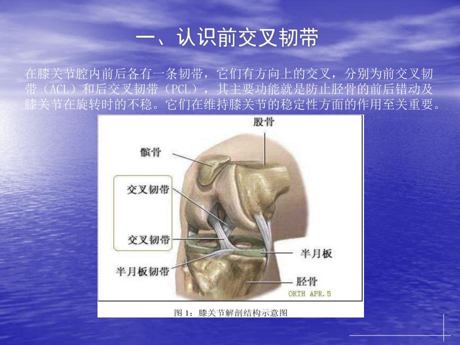 前交叉韧带重建术后康复.ppt.ppt_第2页