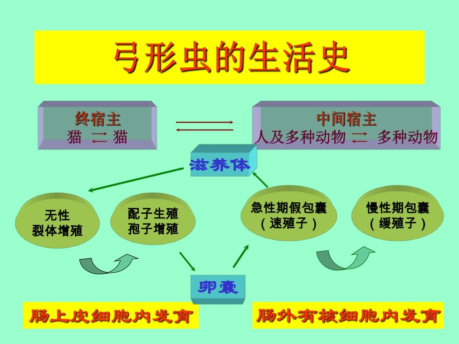 【预防医学】e寄生虫学第十三讲（弓形虫） .ppt_第3页