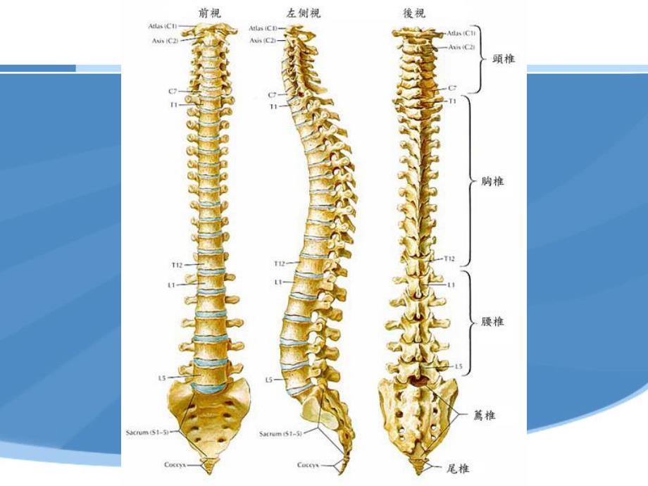 保健脊椎.ppt_第2页