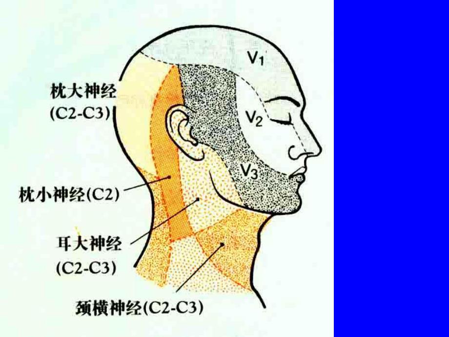 三叉神经痛的诊断和治疗1.ppt.ppt_第3页