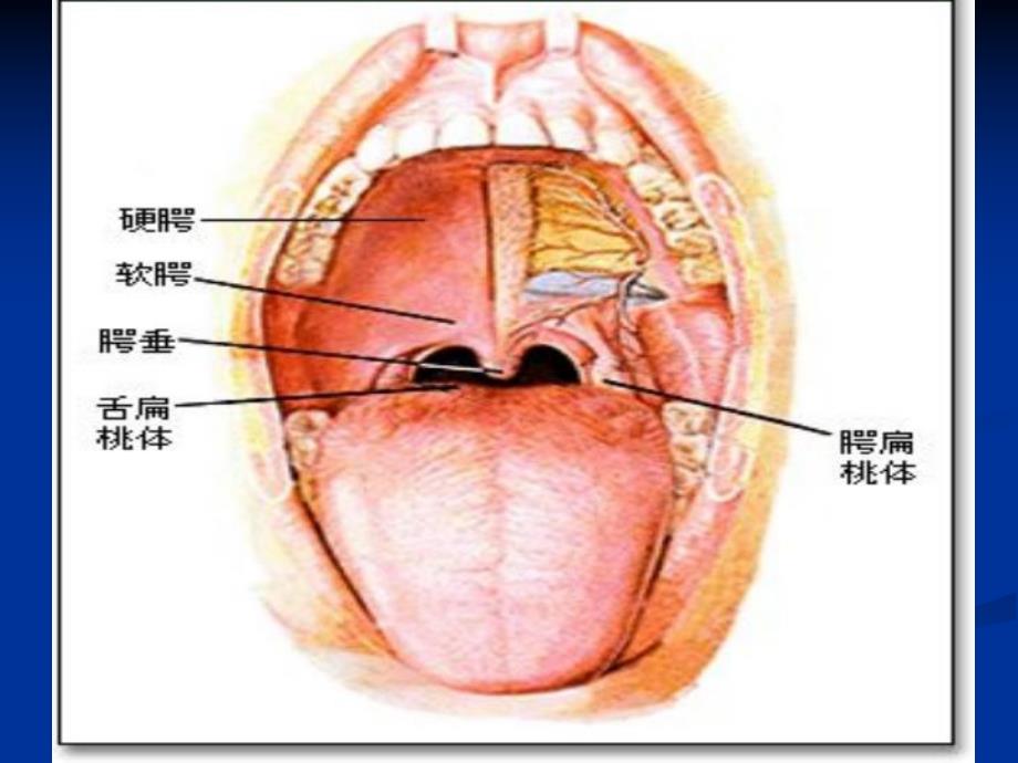 慢性扁桃体炎病人的护理解读.ppt_第2页