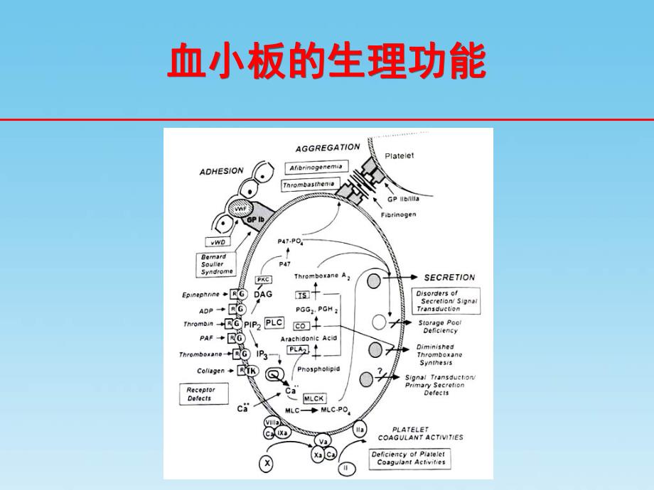 抗血小板药的临床选择.ppt_第2页