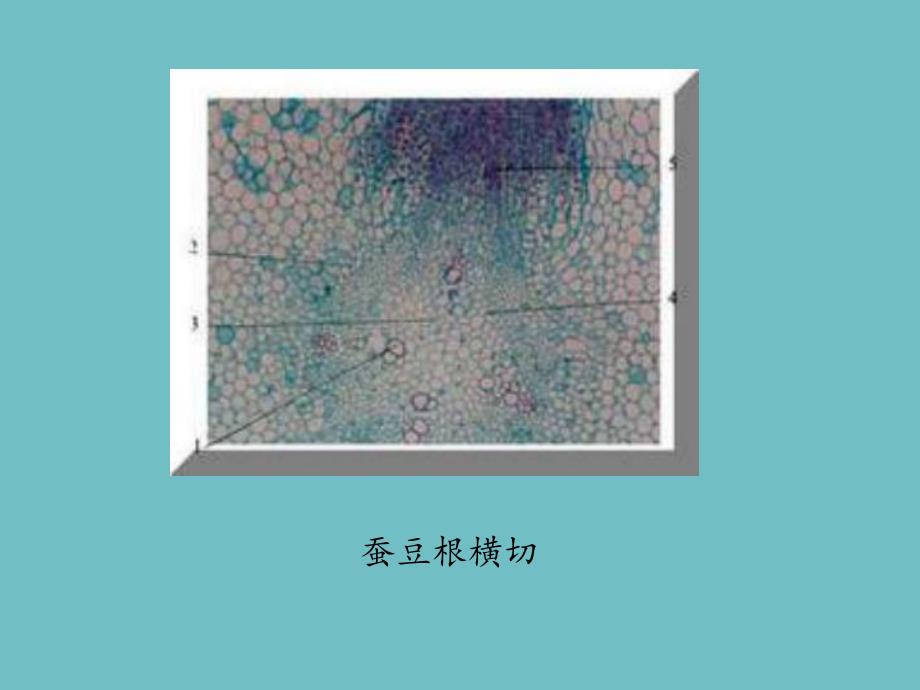 植物实验切片观察ppt.ppt_第2页