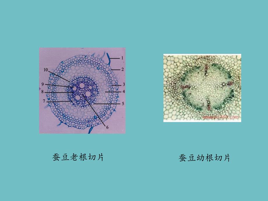 植物实验切片观察ppt.ppt_第3页