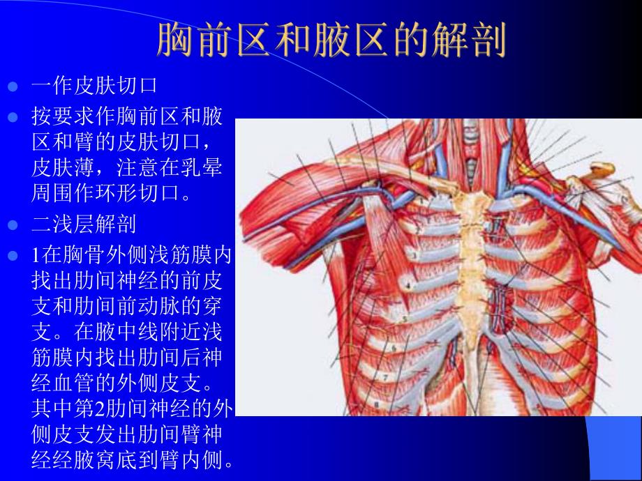 掌握腋窝位置.ppt_第2页