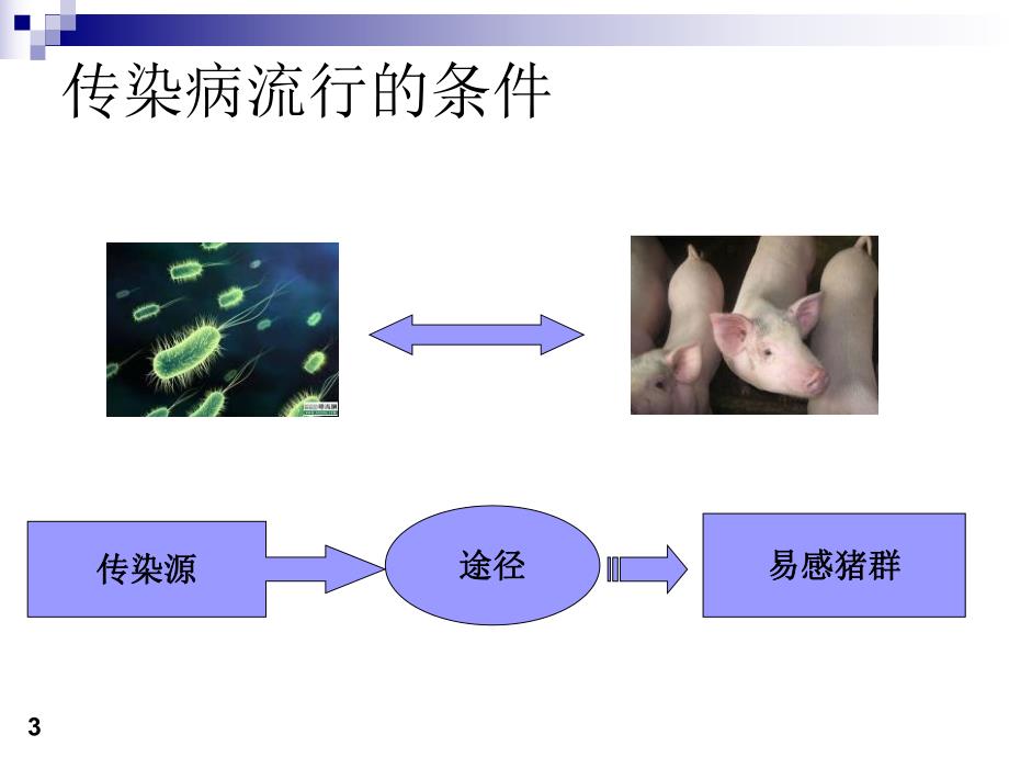 猪蓝耳病水疱病猪肺疫猪腹泻等.ppt_第3页