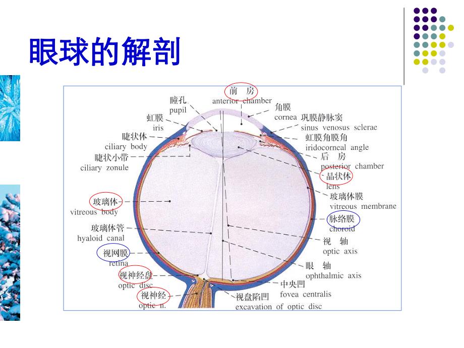 眼部疾病的超声诊断.ppt_第2页