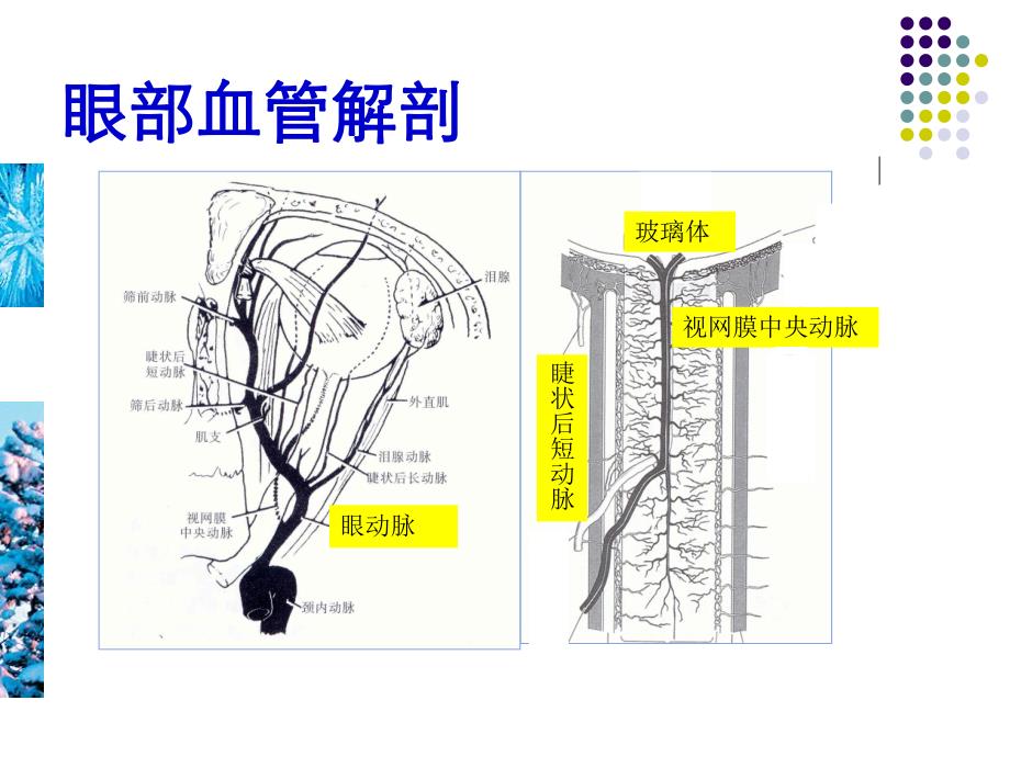 眼部疾病的超声诊断.ppt_第3页