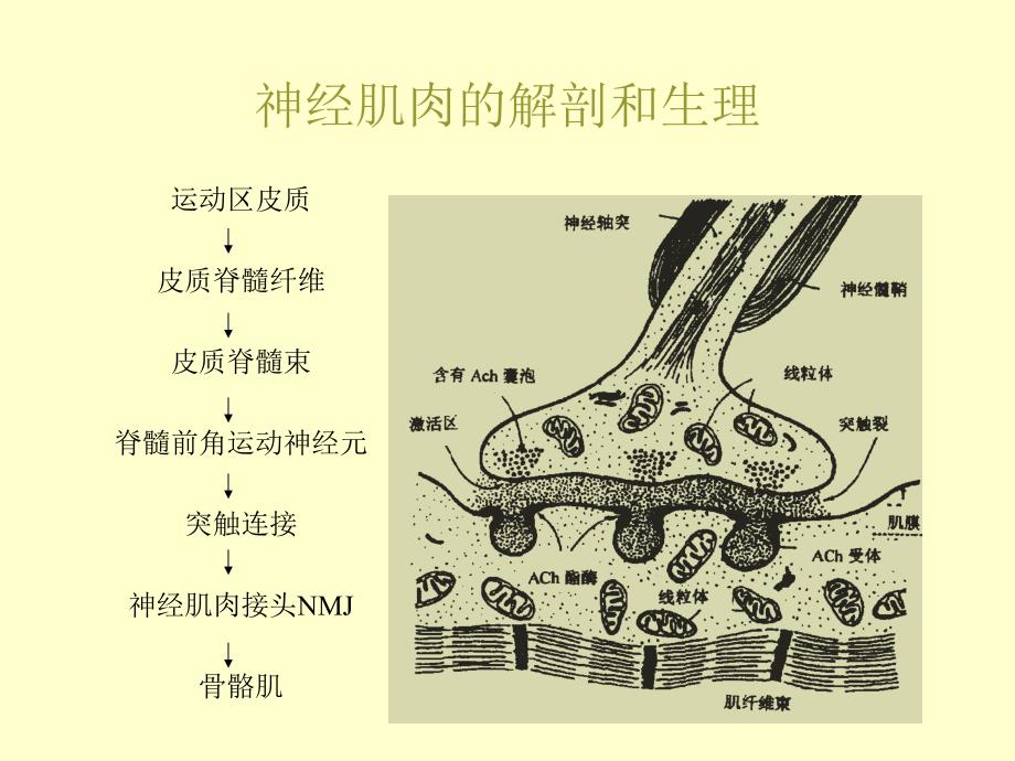 神经肌肉阻滞的基础与临床.ppt_第3页