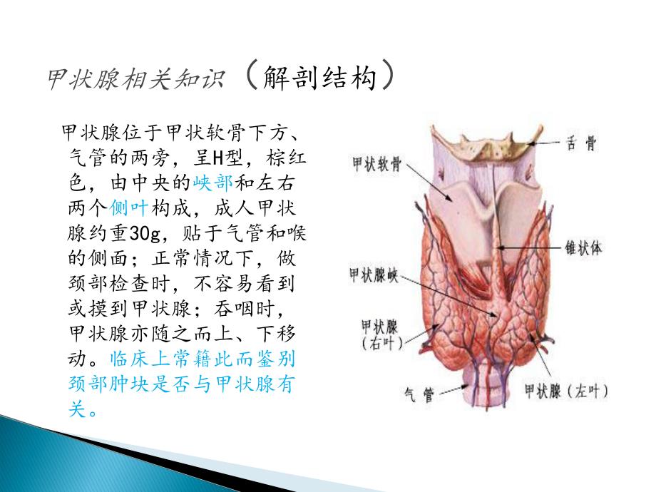 甲状腺腺瘤护理查房.ppt_第3页