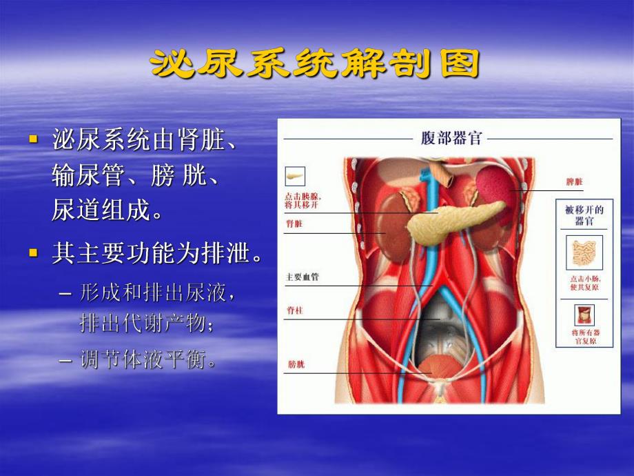 泌尿、男生殖系统外科检查和诊断.ppt_第2页