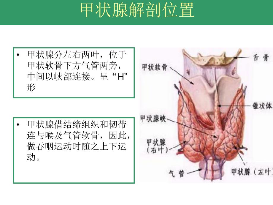 甲状腺手术.ppt_第3页