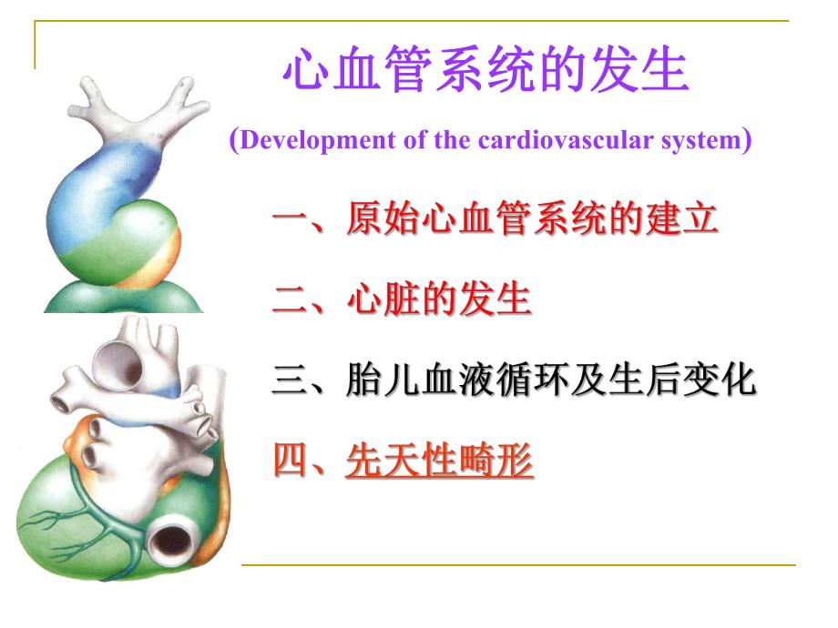 第八讲心血管发生.ppt_第2页