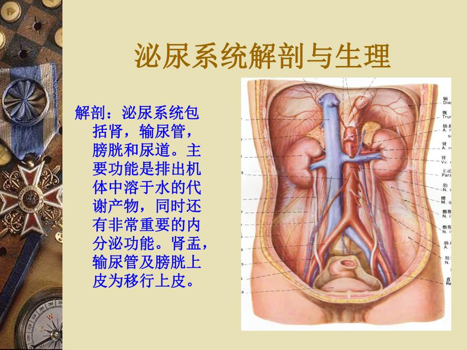 泌尿系统结石.ppt_第2页