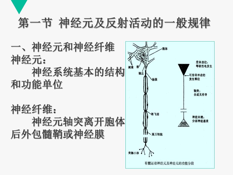 神经活动规律感觉功能.ppt_第2页