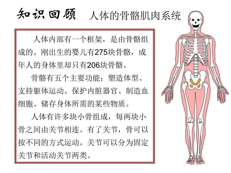 相互协作的人体器官.ppt_第2页