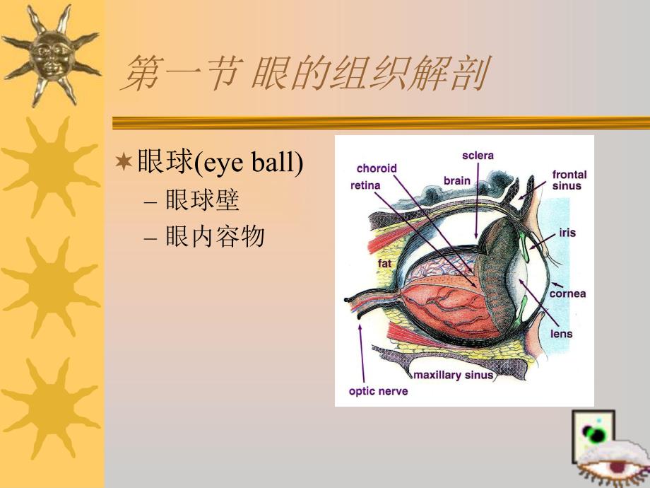 第二章眼科学基础+眼科检查.ppt.ppt_第3页