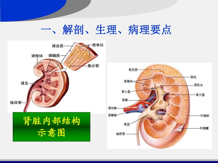 泌尿系统疾病常见症状及护理.ppt_第3页