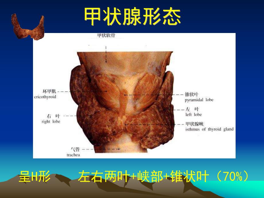 甲状腺解剖生理概要及临床意义.ppt_第3页