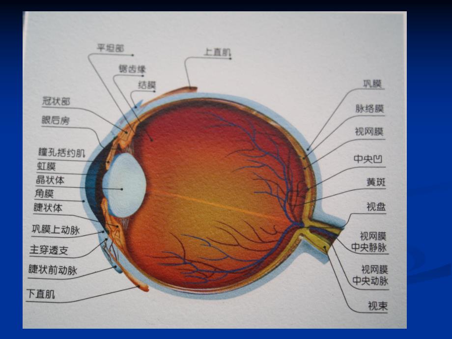 眼科超声诊断.ppt_第2页