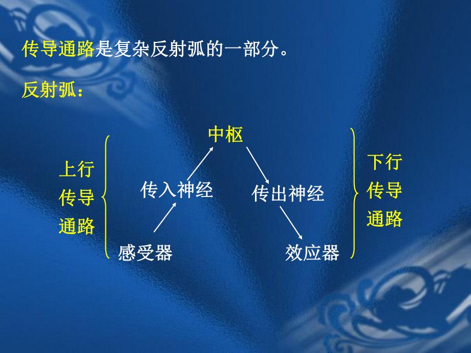 神经传导通路全解剖学.ppt_第2页