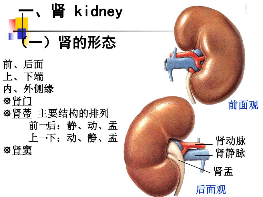 泌尿系统解剖.ppt_第3页