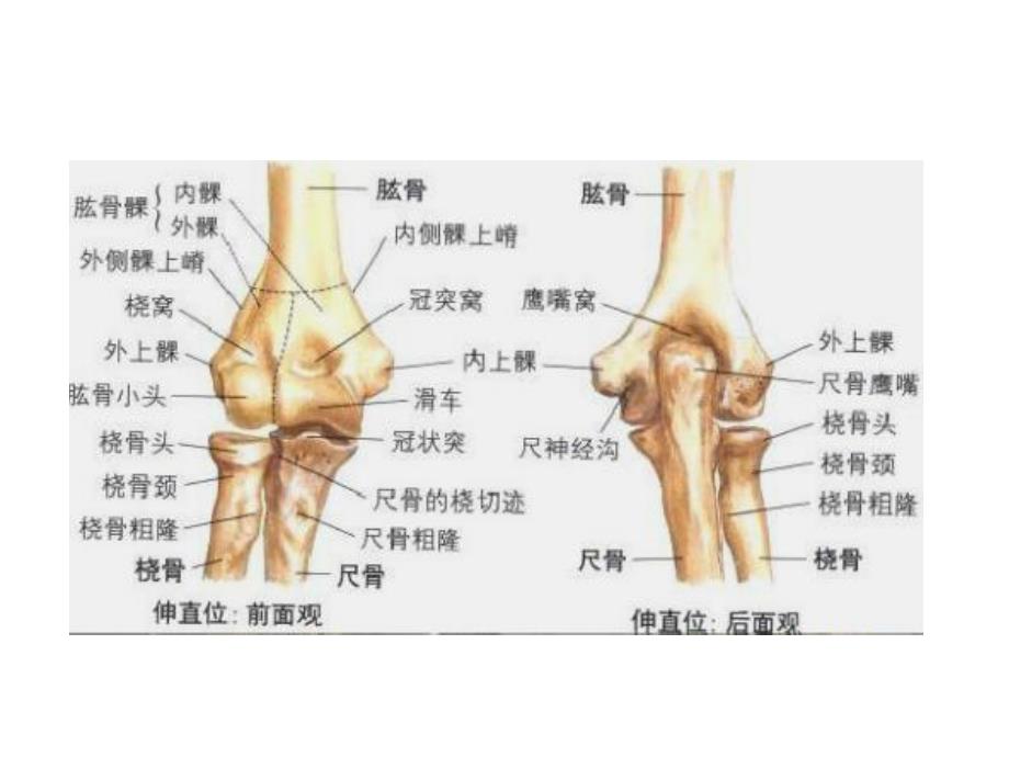 肘关节解剖运动学说.ppt_第2页