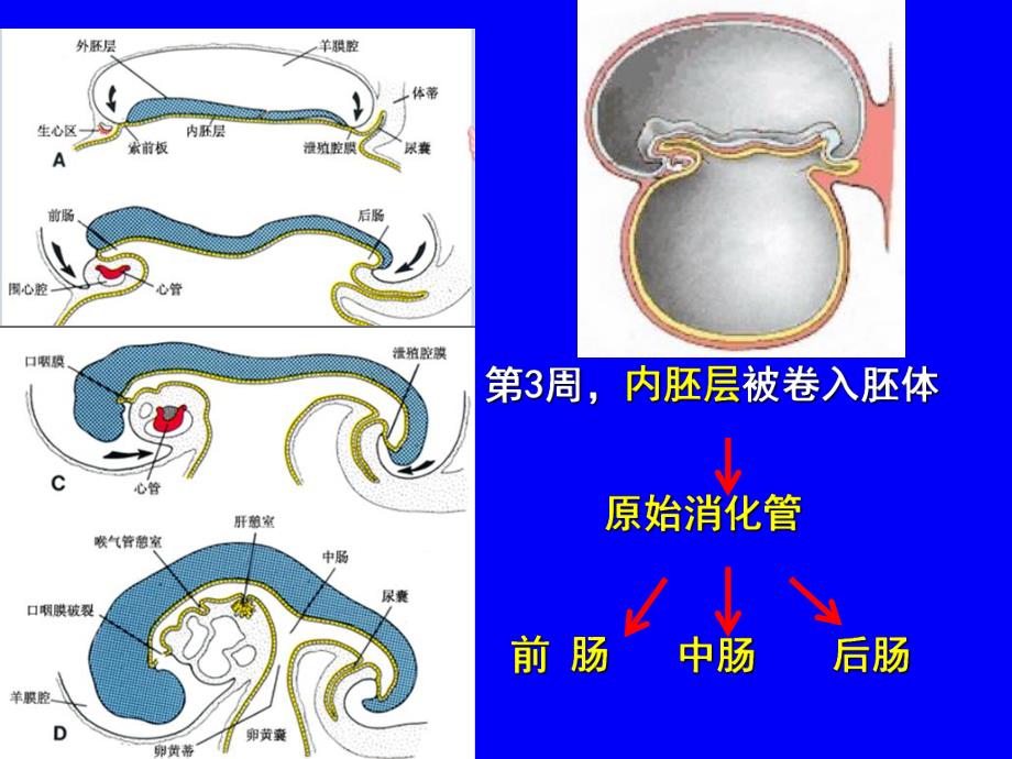 第十讲：消化、呼吸的发生.ppt_第2页