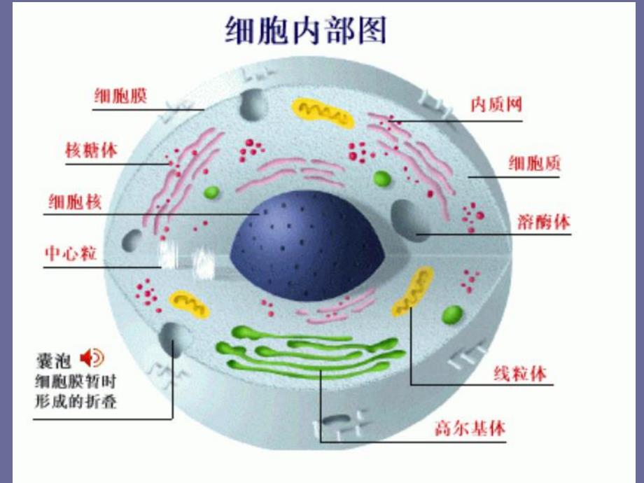 细胞结构.ppt_第2页