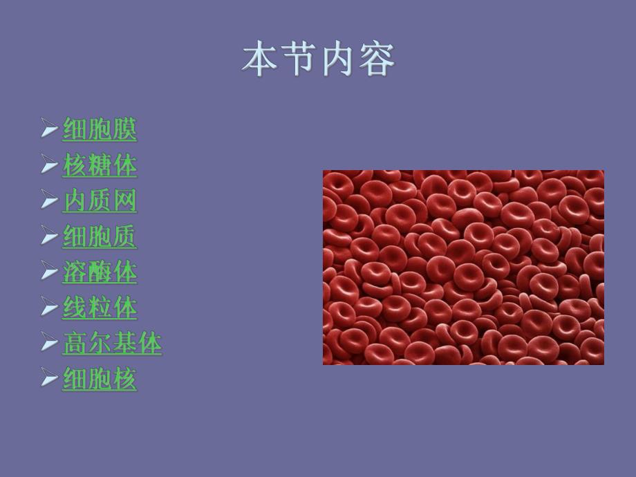 细胞结构.ppt_第3页