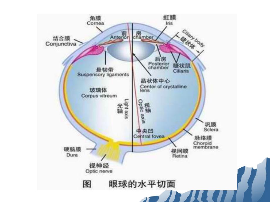 糖尿病视网膜病变.ppt.ppt_第3页