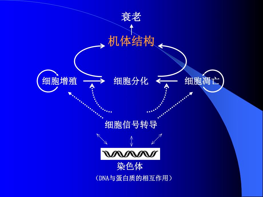 细胞衰老与凋亡.ppt_第2页