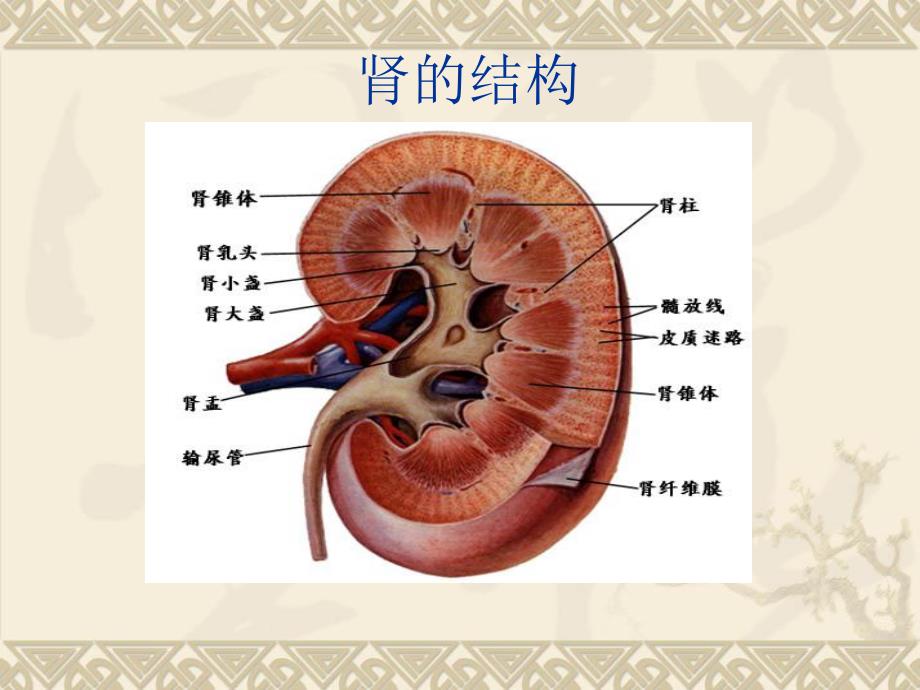 肾结石.ppt.ppt_第2页