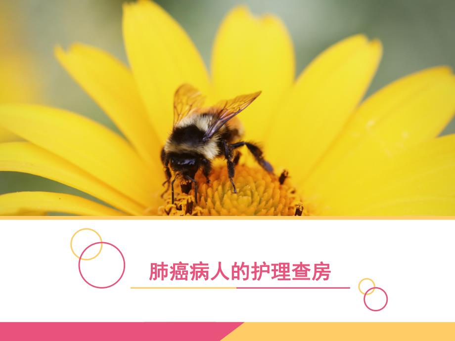 肺癌患者护理查房.ppt_第1页