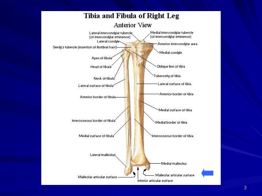 胫骨平台骨折PPT.ppt_第3页
