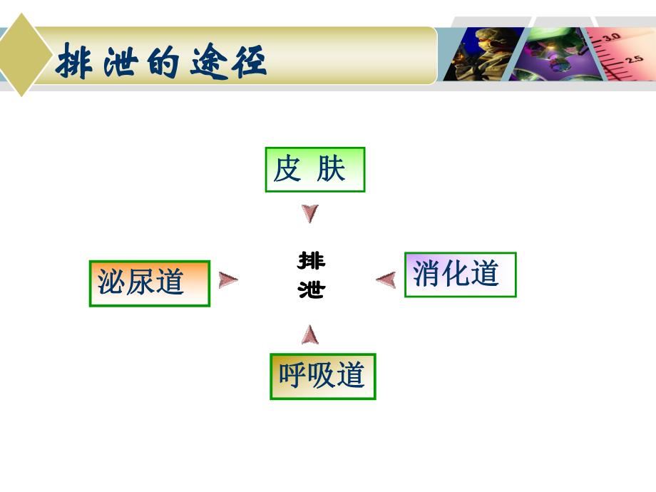 第十七章排泄排便护理解读.ppt_第3页